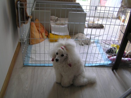 Občas je výhodou být oddělena ohrádkou od štěňat